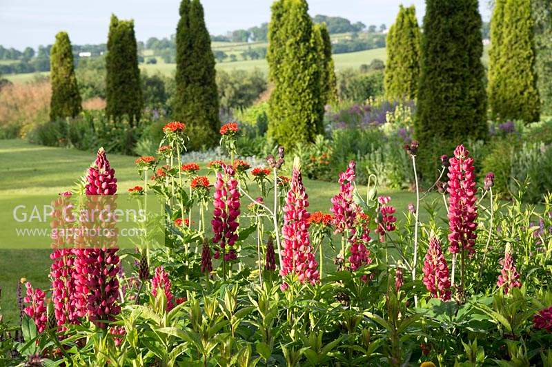 Border with Lupinus 'My Castle', Lychnis chalcedonica and Cirsium rivulare 'Atropurpureum' with herbaceous borders with repeating conifers in the background and surrounding countryside.