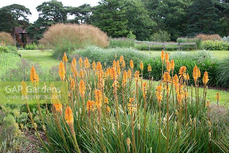 Bed with Kniphofia 'Fiery Fred' in the prairie garden at Abbeywood Cheshire.