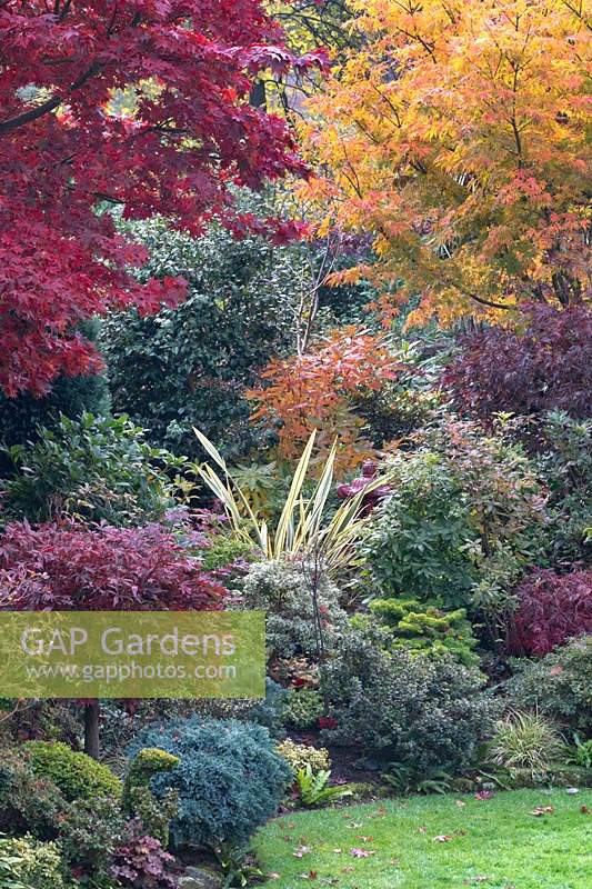 Autumnal colours of mixed acers, conifers, photinias, phormium and azaleas at Four Seasons garden, Walsall, West Midlands.