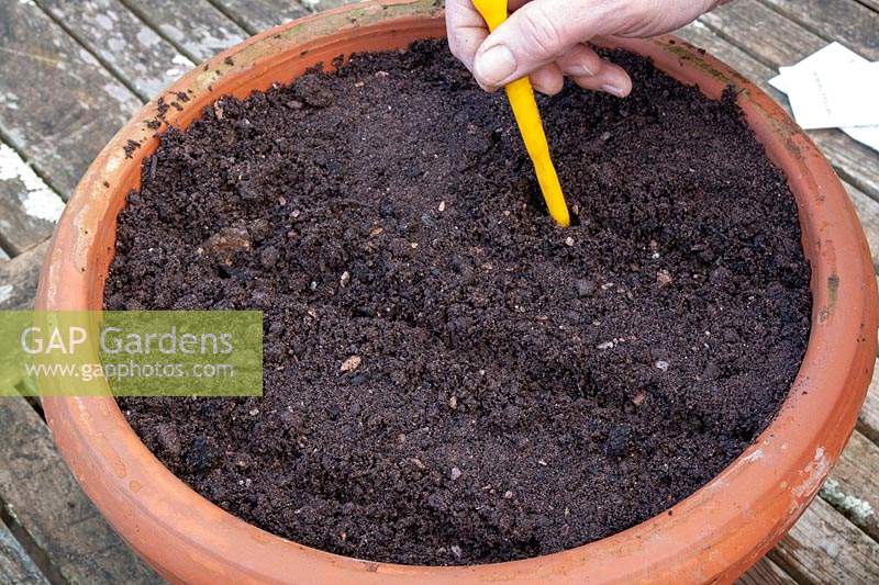 Sowing seeds into drills in compost in a terracotta pot container sequence. Step  2 - Fill the pot with compost and make drills 4 inches - 10cm apart using a dibber tool