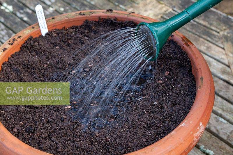 Sowing seeds into drills in compost in a terracotta pot container sequence. Step 4 Water seeds in using a watering can with an attached rose
