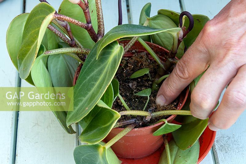 Checking a houseplant Peperomia for watering