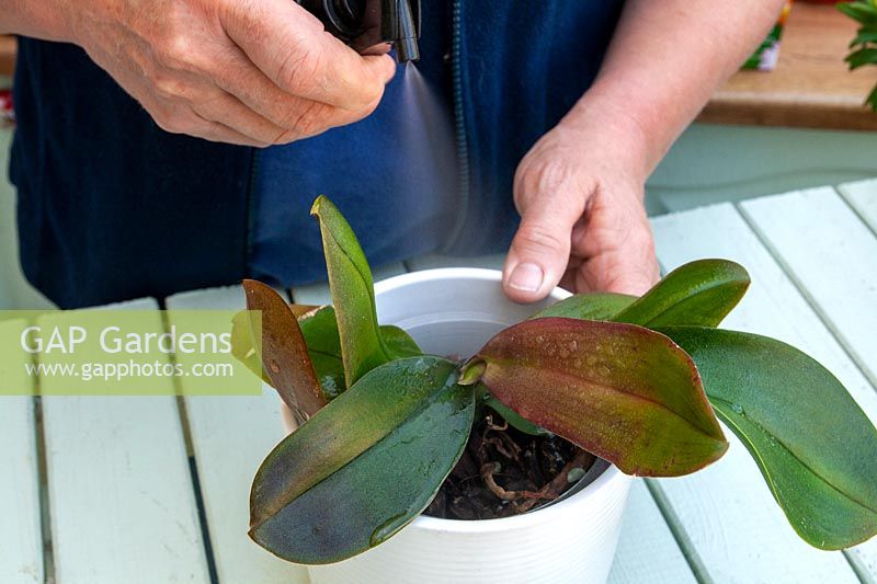 Foliar feeding an orchid houseplant