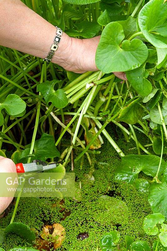 Cutting the leaves off a Caltha palustris - Marsh Marigold in a pond