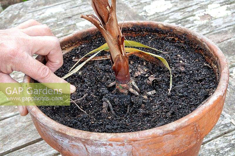 Step by step - Repotting a Parlour Palm tree - Chamaedorea elegans - Step 1 -  Examining the old  sour compost