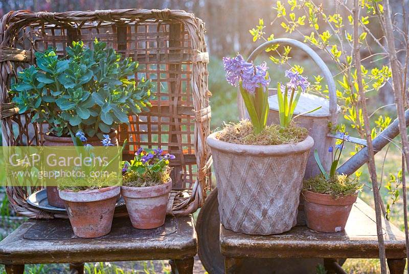 Spring containers with Hyacinthus and other bulbs