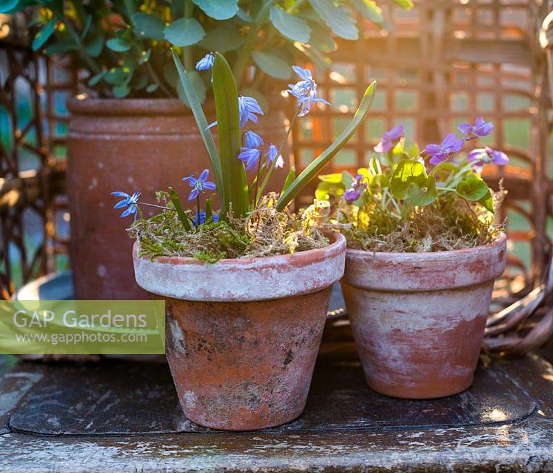 Spring pots with Scillas and Violas - top covered with moss