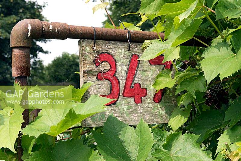 Allotment plot number 347 sign hanging from rusty pipe 