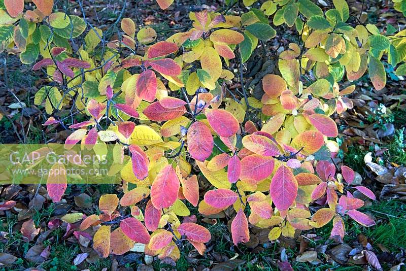 Cotinus obovatus also known as American smoketree, smokewood and Chittamwood. Leaves in autumn.