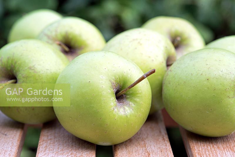 Malus Domestica - Golden Delicious organic, home grown apples.