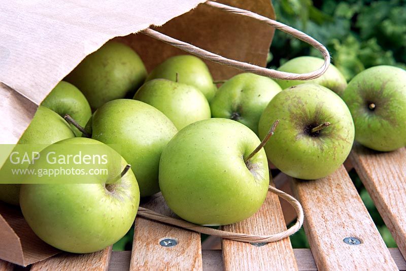 Malus Domestica - Golden Delicious organic, home grown apples spilling out of brown paper carrier bags.