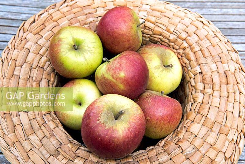 Malus dosmestica - Salcote Pippin and Laxton Fortune harvested in straw hat