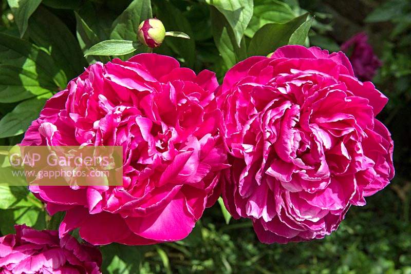 Paeonia officinalis - two old fashioned magenta garden Peonies in full bloom.