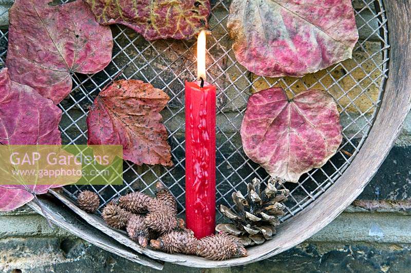 Red candle with pine cones and red Forest Pansy leaves displayed in old vintage sieve hanging on brick wall.