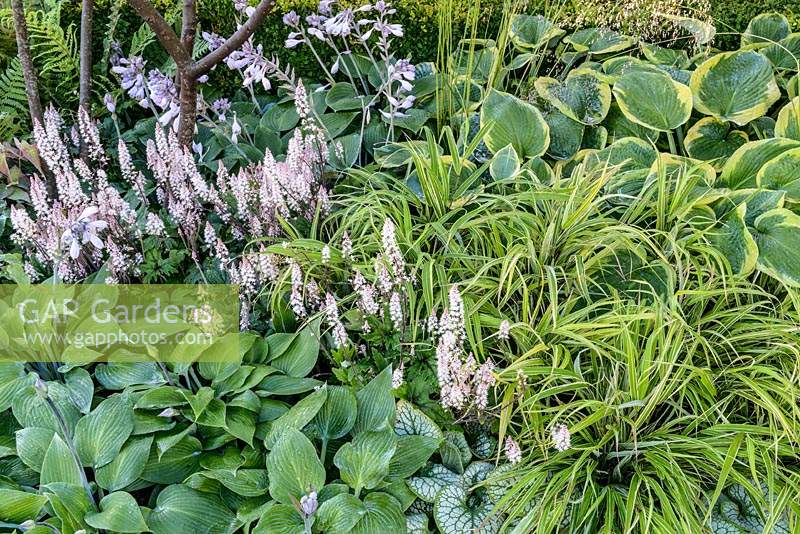 Hosta 'Frances Williams', Tiarella 'Pink Skyrocket' and Brunnera macrophylla 'Jack Frost' in damp woodland garden, Vestra Wealth's Vista at RHS Hampton Court Flower Show 2014