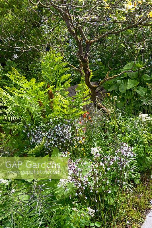 Woodland borders in The Laurent-Perrier Chatsworth Garden - RHS Chelsea Flower Show  2015. 