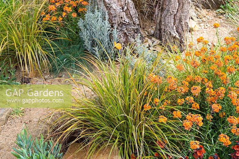 Erysimum 'Apricot Twist' in a border in the Sentebale Hope in Vulnerability Garden - RHS Chelsea Flower Show 2015 - Sponsor: David Brownlow charitable foundation, Princes Foundation for Building Community - People's Choice 2015