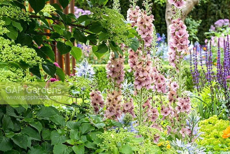 Verbascum 'Merlin', Salvia nemerosa 'Caradonna' and Aquilegia at Morgan Stanley Healthy Cities Garden - RHS Chelsea Flower Show 2015. Sponsor: Morgan Stanley.