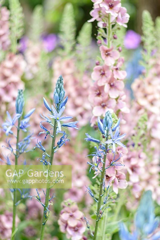 Verbascum 'Merlin', Salvia nemerosa 'Caradonna' and Camassia at Morgan Stanley Healthy Cities Garden - RHS Chelsea Flower Show 2015. Sponsor : Morgan Stanley.