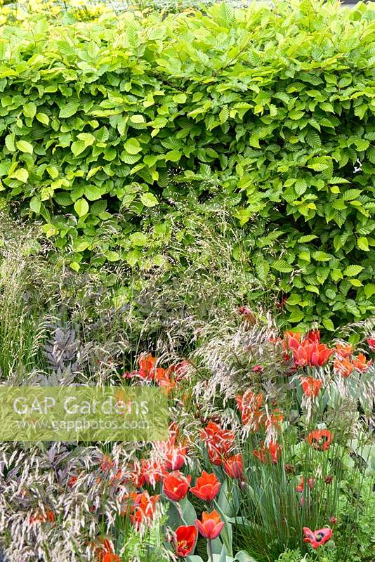 Tulipa 'Couleur Cardinal', Actaea simplex 'Atropurpurea Group' and Deschampsia cespitosa in front of hedge - The Daily Telegraph Garden - RHS Chelsea Flower Show, 2015. Sponsor: The Telegraph