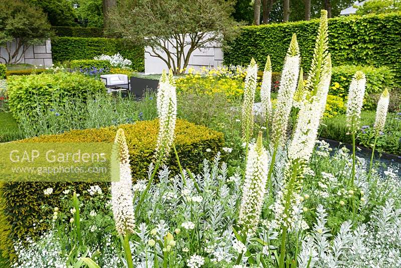 Planting inspired by De Stijl Movement with geometrical planting blocks of Yew and planting of Eremurus himalaicus, forget-me-nots, Artemisia ludoviciana and Orlaya grandiflora in The Daily Telegraph Garden at RHS Chelsea Flower Show 2015 - Sponsor: The Telegraph