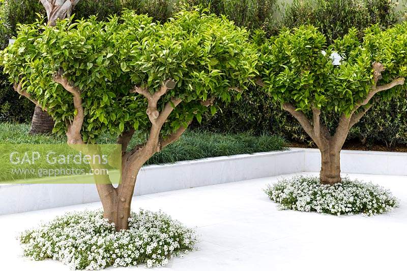 Two Citrus nobilis trees, white Thymus vulgaris and Carex flacca planted in white marble - The Beauty of Islam - RHS Chelsea Flower Show 2015. Sponsor: Al Barari Firm Management LLC.