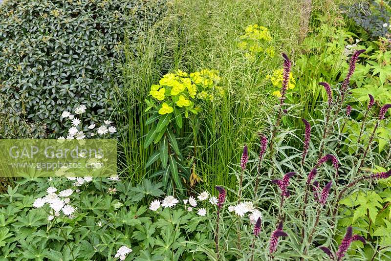 Mixed planting in The Waterscape Garden including Lysimachia atropurpurea 'Beaujolais' - RHS Chelsea Flower Show 2014 - Sponsor: RBC