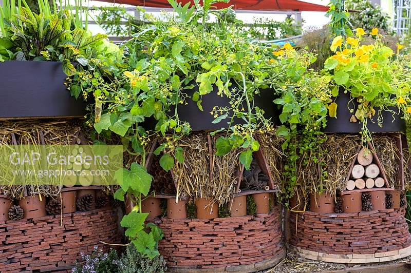 Outdoor room with plant screen and planting of herbs and vegetables, with Nasturtiums and climbing french beans - The Year of Green Action Garden - RHS Hampton Court Palace Garden Festival 2019. Sponsors: Defra.