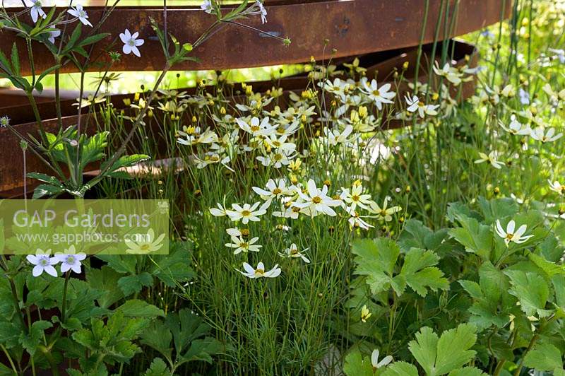 Corten steelsculpture detail with Coreopsis verticillata 'Moonbeam'  -Through Your Eyes Garden - RHS Hampton Court  Palace Garden Festival 2019  -Design: Lawrence Roberts and William Roobrouck -  Sponsors: Kebony, CED Stone, R and G Metal Products, William's Art and Design, Practicality Brown.