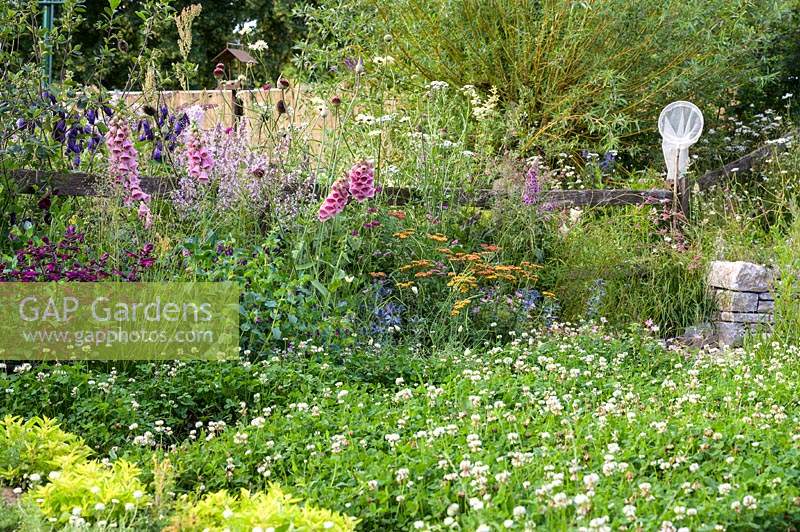 Perennial border with Digitalis,, Salvia and clover lawn along rustic fence - The BBC Spring Watch Garden 2019 - RHS Hampton Court Festival  
Design: Jo Thompson in consultation with Kate Bradbury