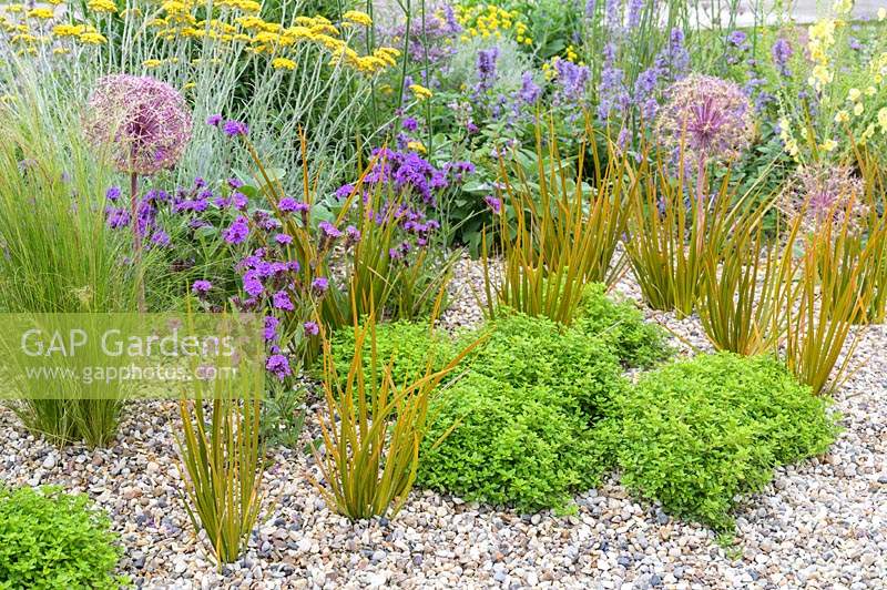 Libertia peregrinans with Verbena rigida and Allium - Beth Chatto: The Drought Resistant Garden -  RHS Hampton Court Garden Festival 2019 - Design: David Ward
