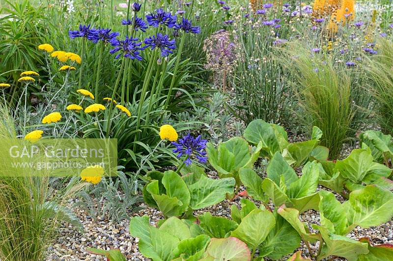 Achillea x Schwellenberg, Agapanthus campanulatus 'Navy Blue'and Bergenia in Beth Chatto: The Drought Resistant Garden -  RHS Hampton Court Garden Festival 2019 - Design: David Ward