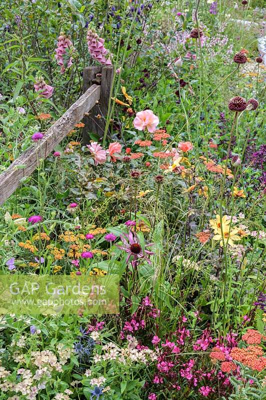 Perennials flowering in The BBC Spring Watch Garden - RHS Hampton Court Festival.