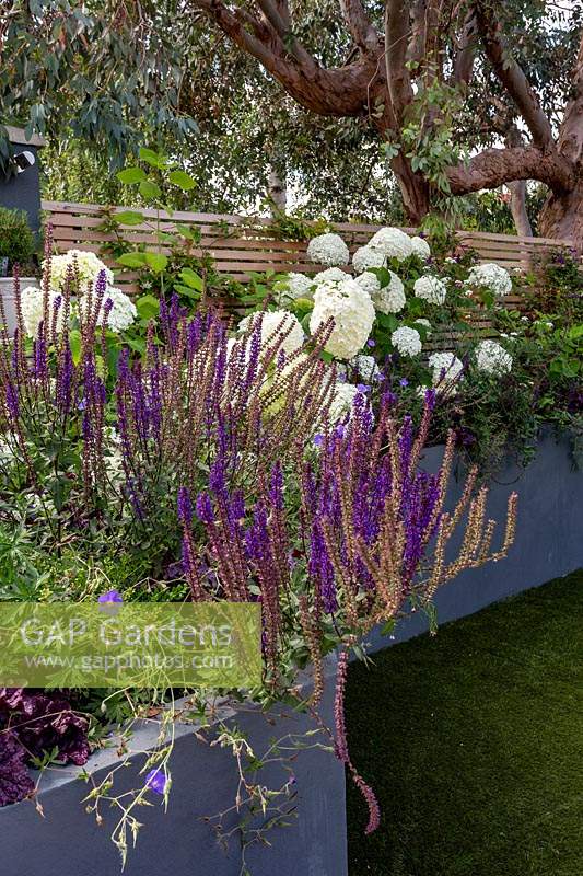 London contemporary garden - grey raised border on patio. Planting includes Heuchera berry smoothie, Salvia caradonna, Hydrangea anabelle, Geranium johnsons blue.
