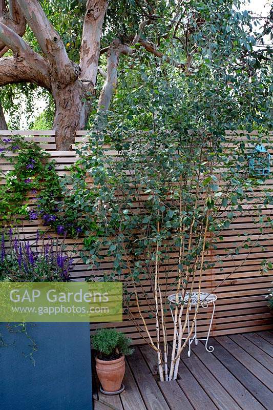 London contemporary garden - wood decking with Betula Utilis growing against cedar batten trellis fencing with Clematis viticella polish spirit.