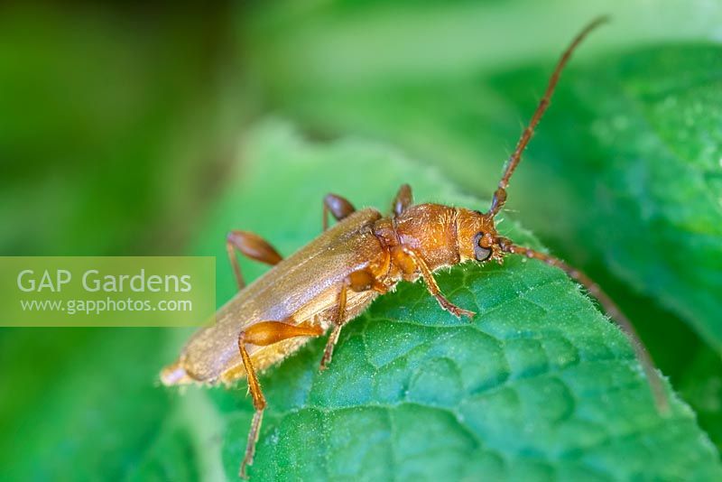 Phymatodes testaceus - Longhorn Beetle