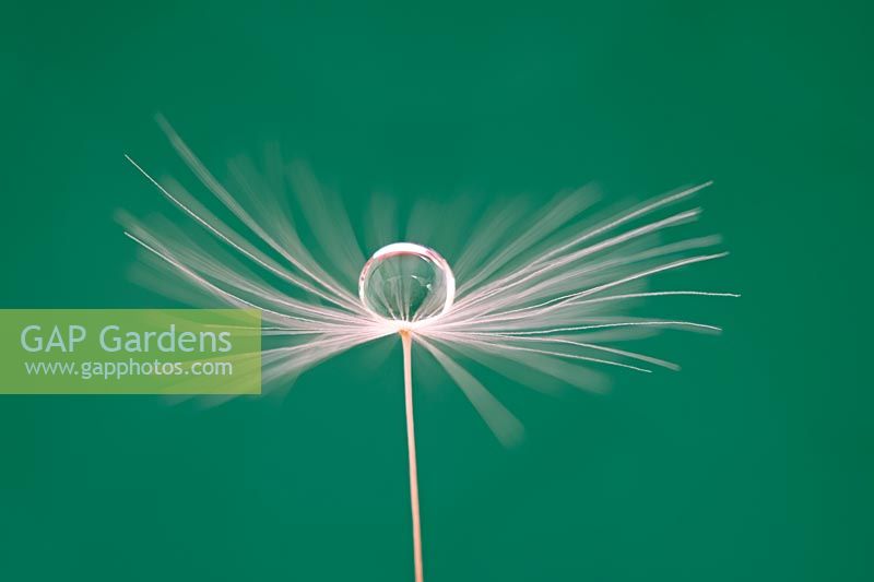 Taraxacum officinale - Dandelion seed with water drop