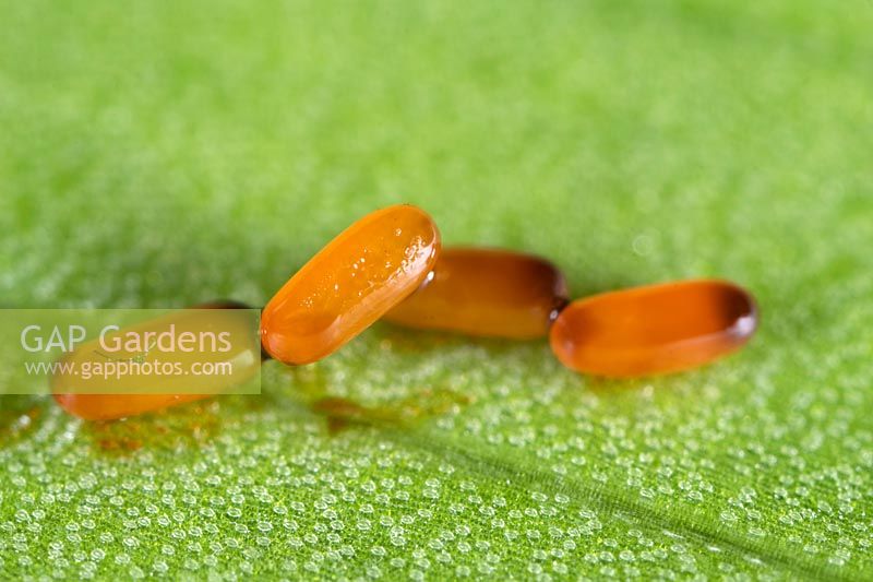 Lilioceris lilii - Scarlet lily beetle eggs on Lily leaf