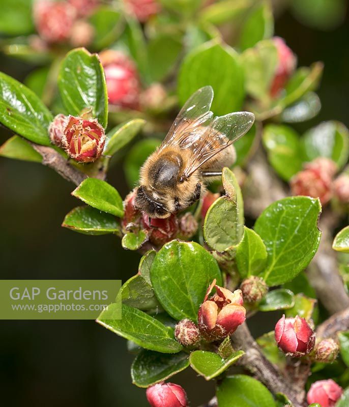Apis mellifera - Honey bee collecting pollen from cotoneaster flowers