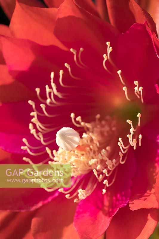 Epiphyllum cactus flower