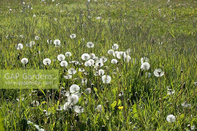 Taraxacum officinale - Dandelion pappus in meadow