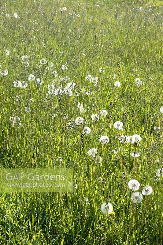 Taraxacum officinale - Dandelion pappus in meadow