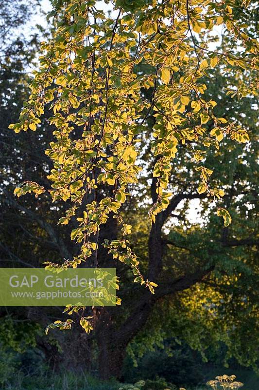 Fagus sylvatica - Beech leaves in evening sunlight