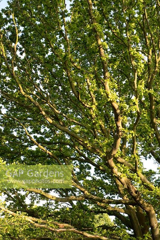 Quercus alba - Oak tree in spring with emergent leaves