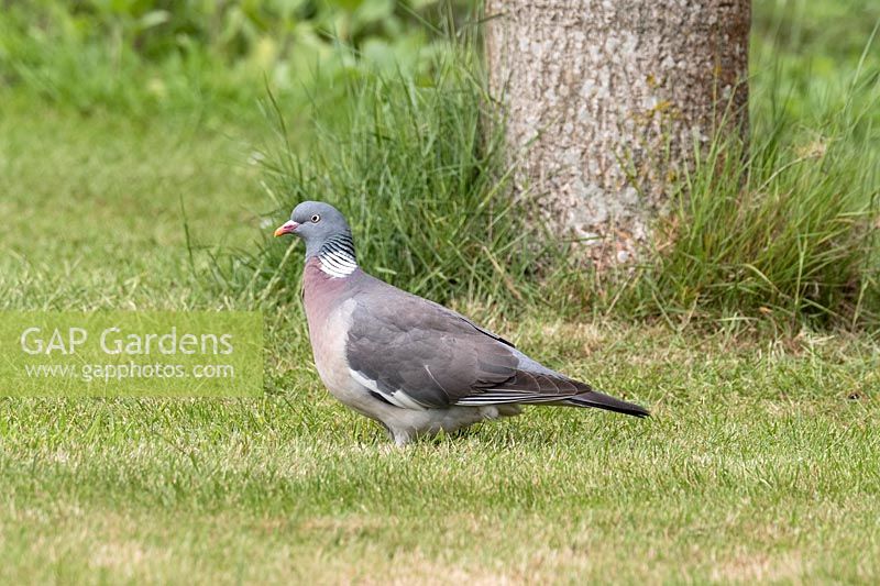 Columba palumbus - Wood Pigeon on lawn