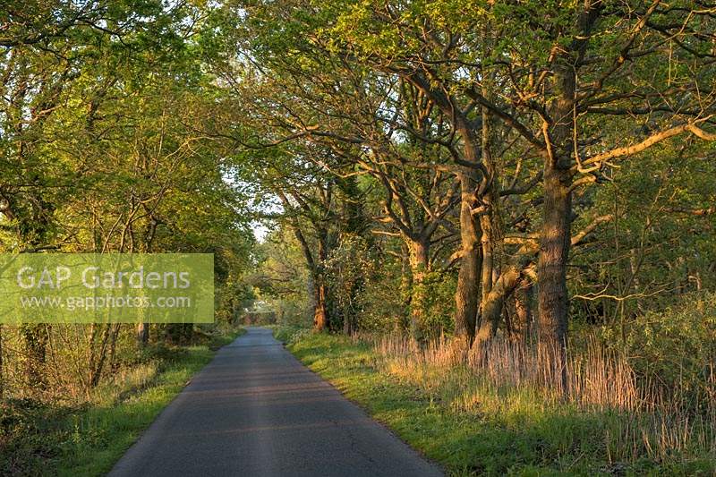 Quercus alba - Country road with Oak trees