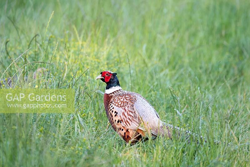 Phasianus colchicus - Male Pheasant in meadow