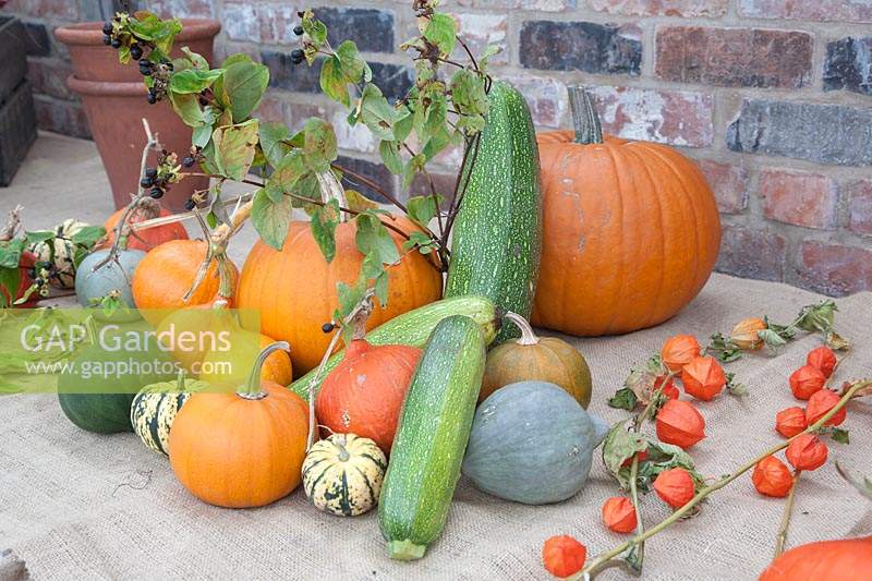 Autumn arrangement of Pumpkin, Squash, Courgettes and Physalis alkekengi - Chinese lantern