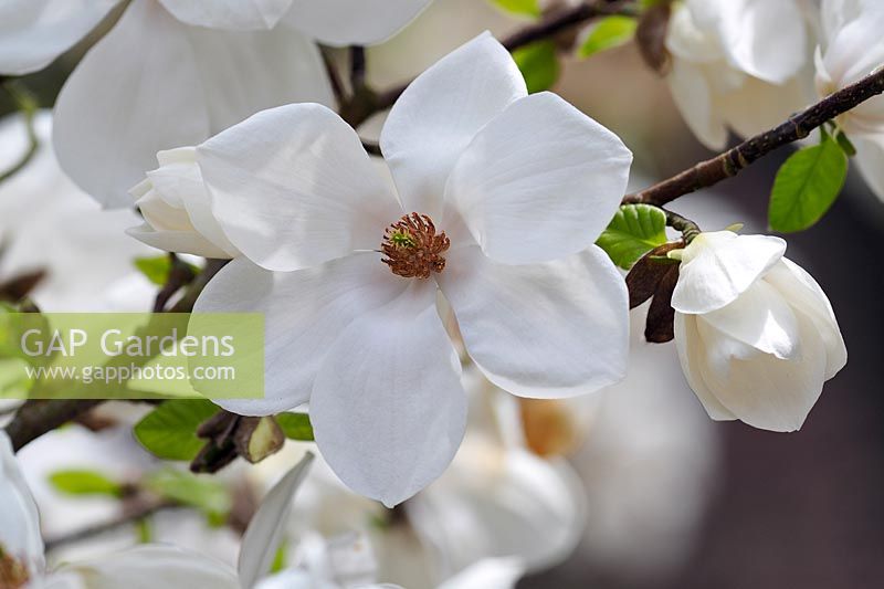 Magnolia Kobus 'Janaki Ammal' flower closeup.