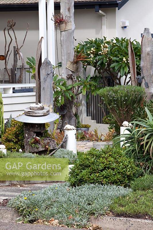 A bespoke garden feature made from wharf timbers a galvanised metal dish and ship's rope, in a garden with a dense planting of ground covers featuring Leucophyta brownii nana, Cushion Bush, with silver grey foliage and with a flowering Frangipani and a clipped rosemary.